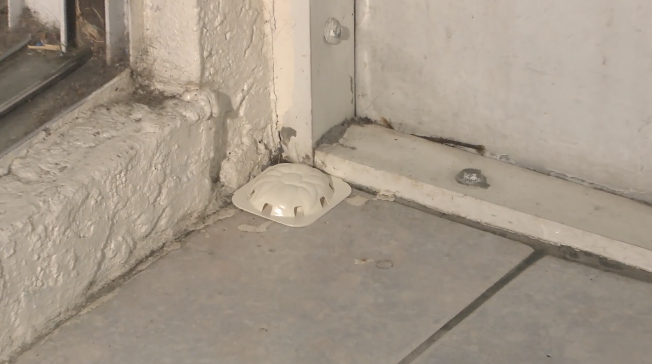 Insect Trap