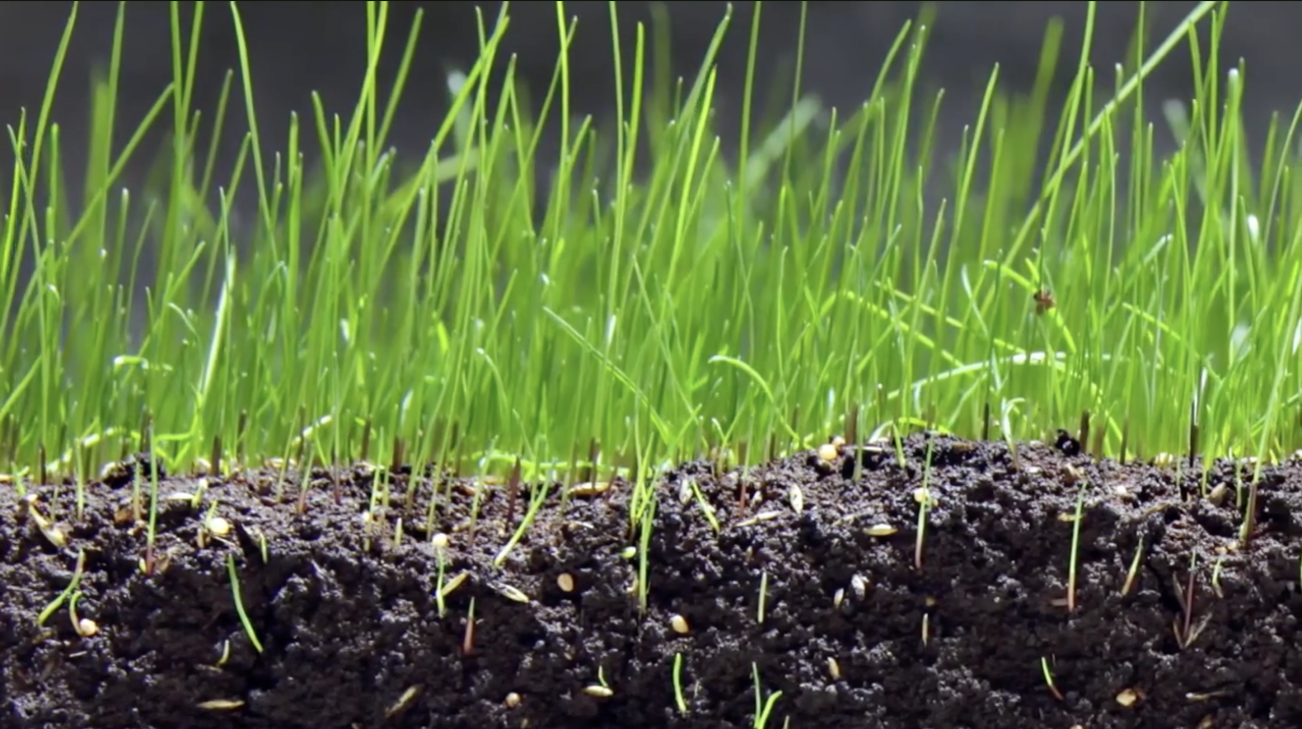 sprouting grass