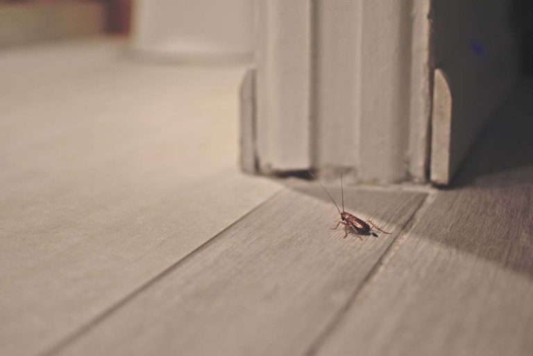 Bug in house