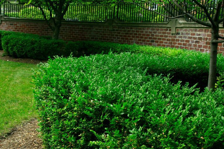 Garden Beds
